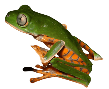 anfibio